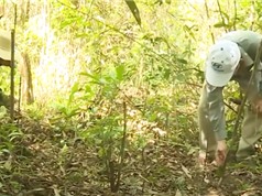 Thừa Thiên Huế: Trồng dược liệu dưới tán rừng